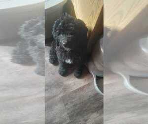 Bernedoodle Puppy for sale in ELK, WA, USA