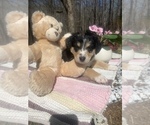 Small Photo #16 Australian Shepherd Puppy For Sale in FARMVILLE, VA, USA
