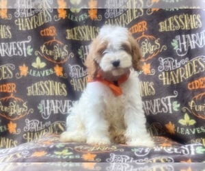 Cocker Spaniel-Poodle (Miniature) Mix Puppy for sale in LAKELAND, FL, USA