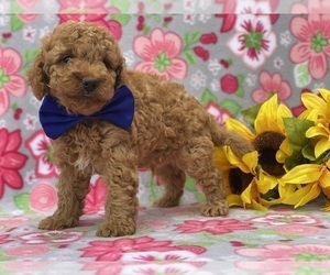 Poodle (Toy) Puppy for sale in LANCASTER, PA, USA