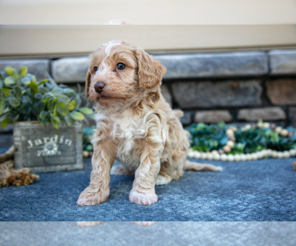 Medium Photo #4 Poovanese Puppy For Sale in SUGARCREEK, OH, USA