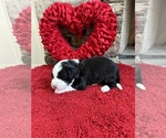 Puppy Aspen Miniature Bernedoodle