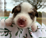 Puppy Red Tri Girl Miniature American Shepherd