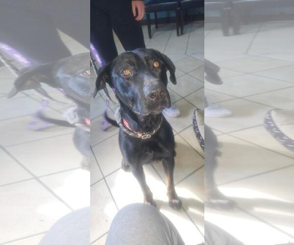 Medium Photo #1 Mutt Puppy For Sale in DuQuoin, IL, USA
