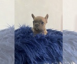 Small Photo #1 French Bulldog Puppy For Sale in HIALEAH GARDENS, FL, USA