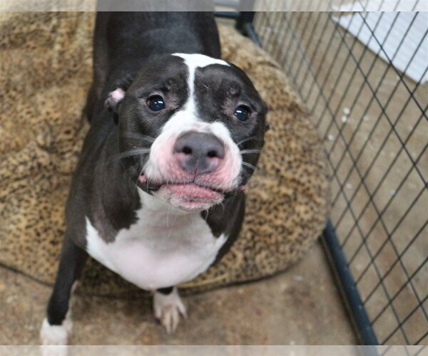 Medium Photo #3 American Bulldog Puppy For Sale in Jackson, MS, USA