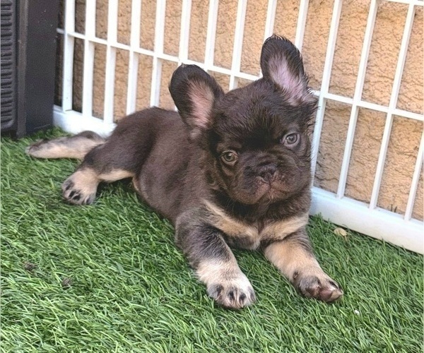 Medium Photo #2 French Bulldog Puppy For Sale in LAS VEGAS, NV, USA