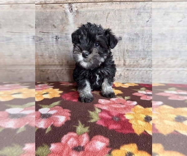 Medium Photo #21 Schnauzer (Miniature) Puppy For Sale in VERMONTVILLE, MI, USA