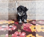 Small #20 Schnauzer (Miniature)