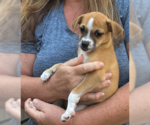 Small #2 Chihuahua Mix