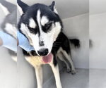 Small Siberian Husky