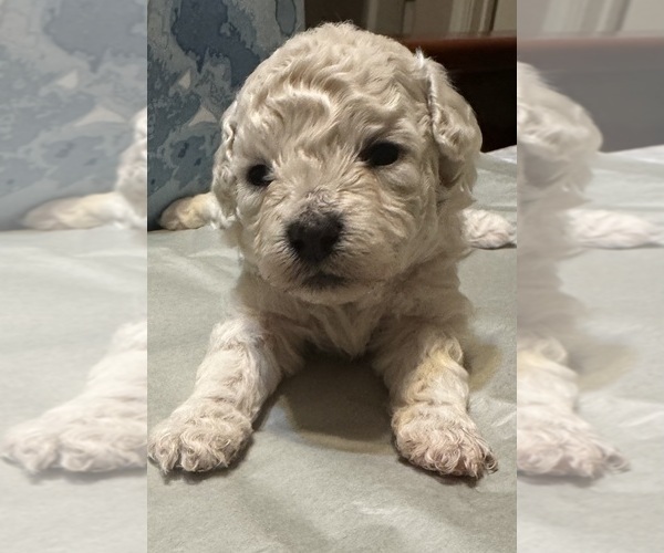 Medium Photo #3 Bichpoo mix (+ Bichon Frise) Puppy For Sale in SAN ANTONIO, TX, USA