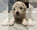 Small #2 Bichpoo mix (+ Bichon Frise)