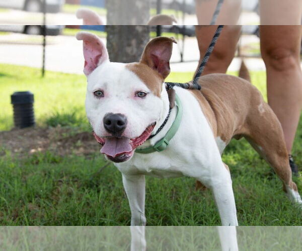 Medium Photo #7 American Pit Bull Terrier Puppy For Sale in Glen Allen, VA, USA
