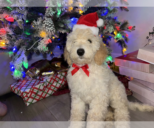 Medium Photo #3 Goldendoodle Puppy For Sale in WINTER GARDEN, FL, USA