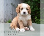 Small #5 Bernese Mountain Dog-Cavalier King Charles Spaniel Mix