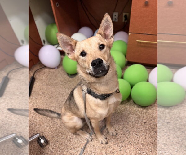 Medium Photo #5 Mutt Puppy For Sale in Chandler, AZ, USA