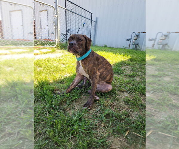 Medium Photo #6 American Pit Bull Terrier-Pointer Mix Puppy For Sale in Evansville, IN, USA