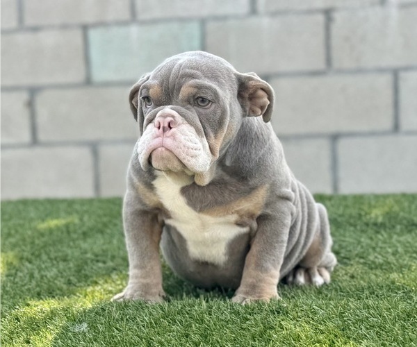 Medium Photo #3 English Bulldog Puppy For Sale in HOUSTON, TX, USA