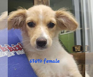 Spaniel-Unknown Mix Dogs for adoption in Chico, CA, USA