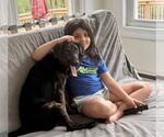 Small #4 Plott Hound Mix