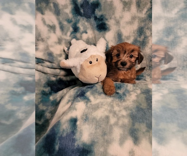 Medium Photo #1 YorkiePoo Puppy For Sale in ALGER, OH, USA