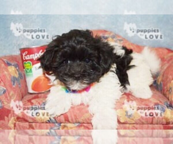 Medium Photo #3 Maltipoo Puppy For Sale in SANGER, TX, USA