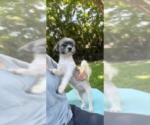 Cassie & Cindy - Female Shih Tzu Dog for Adoption - Photo #3