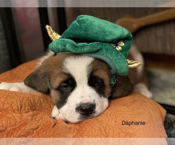 Medium Photo #11 Saint Bernard Puppy For Sale in SAVANNAH, MO, USA
