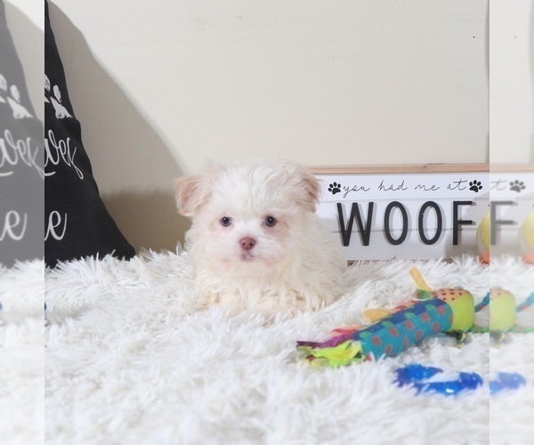 Medium Photo #2 Havanese Puppy For Sale in MOUNT VERNON, OH, USA