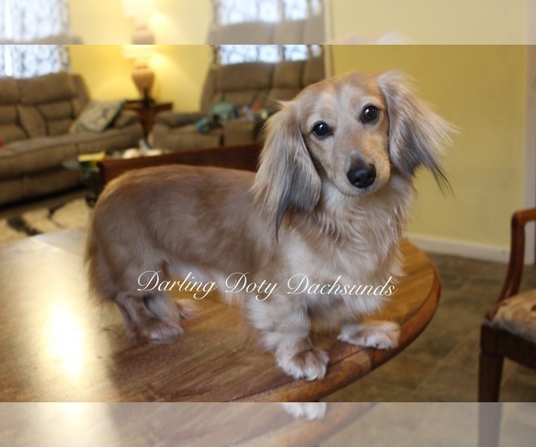 Medium Photo #1 Dachshund Puppy For Sale in BELDING, MI, USA