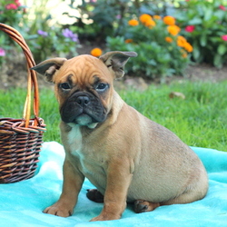 French Bulldog Puppy for sale in GAP, PA, USA