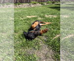 Small #1 Doberman Pinscher