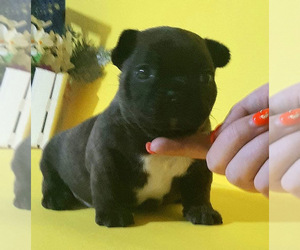 French Bulldog Puppy for sale in CEDAR CREEK, TX, USA