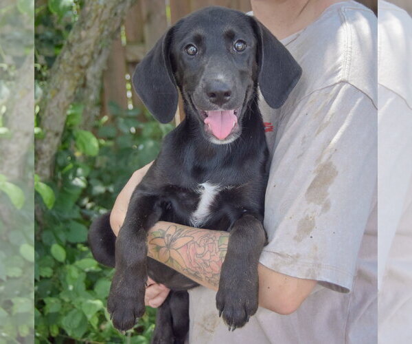 Medium Photo #4 Coonhound-Unknown Mix Puppy For Sale in Huntley, IL, USA