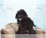 Small Photo #7 Poodle (Miniature) Puppy For Sale in SANGER, TX, USA