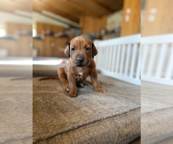 Medium Photo #6 Rhodesian Ridgeback Puppy For Sale in BOISE, ID, USA