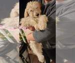 Small Photo #3 Goldendoodle Puppy For Sale in CHARLESTON, SC, USA