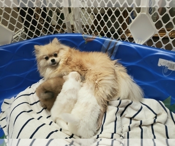 Medium Photo #5 Pomeranian Puppy For Sale in CITRUS HEIGHTS, CA, USA