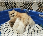Small Photo #5 Pomeranian Puppy For Sale in CITRUS HEIGHTS, CA, USA