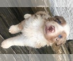 Small Photo #6 Australian Shepherd Puppy For Sale in ARBA, IN, USA