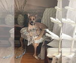 Small #2 Mutt