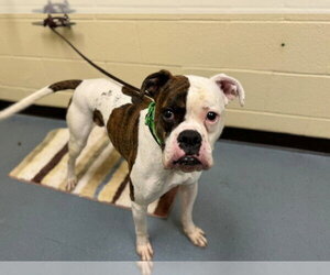 Boxer Dogs for adoption in Denver, CO, USA