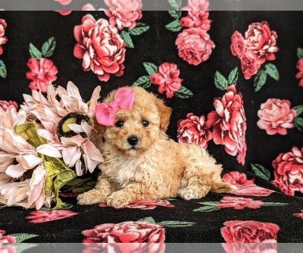 Medium Photo #4 Poovanese Puppy For Sale in STRASBURG, PA, USA