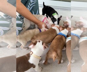 Boston Terrier Puppy for sale in DELAND, FL, USA