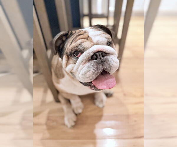 Medium Photo #5 Bulldog Puppy For Sale in Oak Bluffs, MA, USA