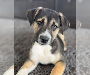 Siberian Husky-Unknown Mix Dogs for adoption in Germantown, OH, USA