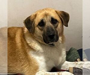 Becca - Female Anatolian Shepherd Dog for Adoption - Photo #2