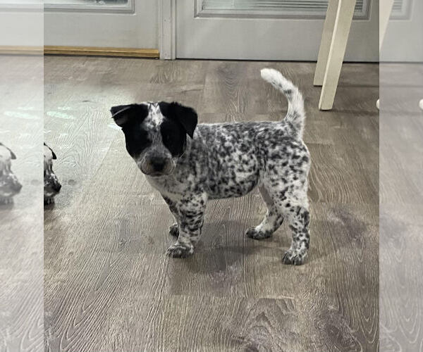 Medium Photo #1 Mutt Puppy For Sale in Garden City, NY, USA