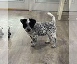 Small Mutt